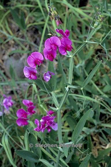 lathyrus latifolius 4 graphic